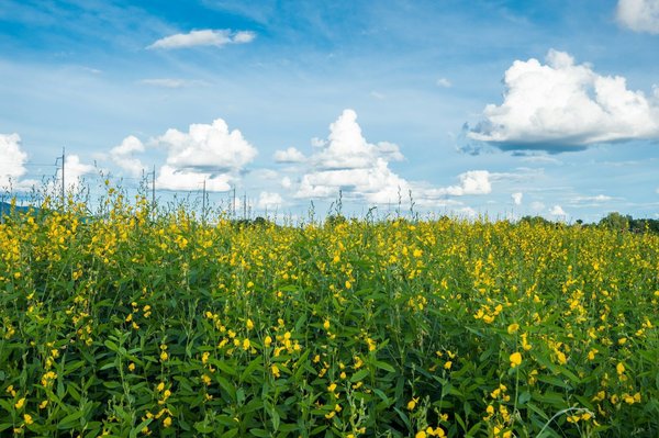 Acheter du chanvre pas cher : découvrez lacremeducbd.fr pour des bons plans